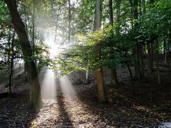 Trees in forest