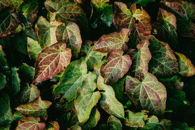 Full frame shot of leaves