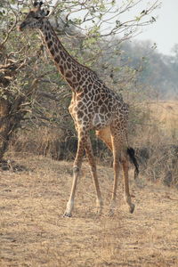 Giraffe in the ground