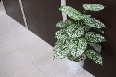 High angle view of potted plant on table at home