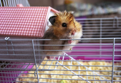 Close-up of a ginger syrian hamster in cage