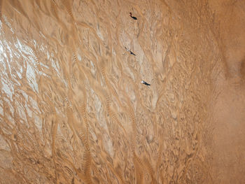 Aerial view of people and bird on landscape