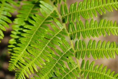 Close-up of fern leaves