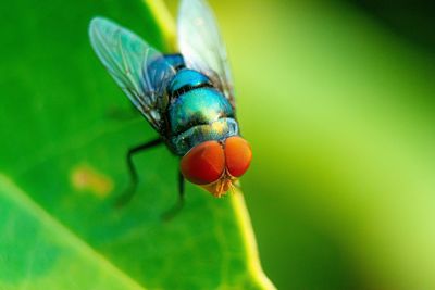 Close-up of fly on leaf