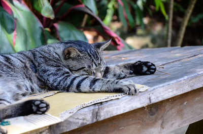 Close-up of cat lying on wood