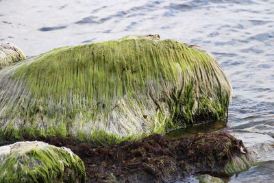 Close-up of rocks on beach