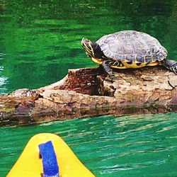 Close-up of a turtle in the lake