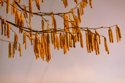 Low angle view of plants against sky