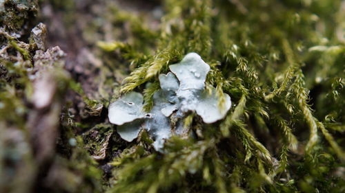 Close-up of white flowering plant