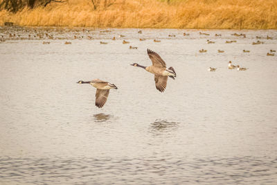 Birds flying over lake
