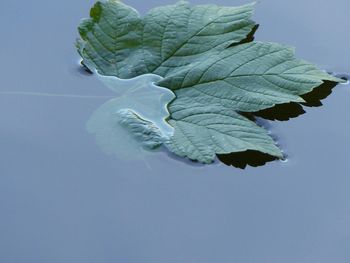 High angle view of floating leaf in pond