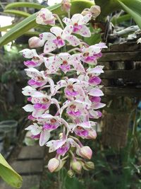 Close-up of flowers blooming outdoors