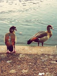 Close-up of birds in lake