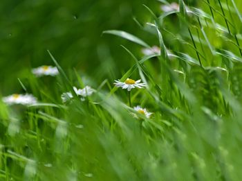 Daisys in the grass
