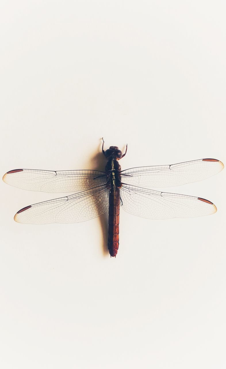 VIEW OF DRAGONFLY ON WHITE BACKGROUND