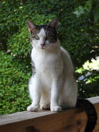 Cat sitting on porch railing against plants