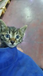 Portrait of cat looking away