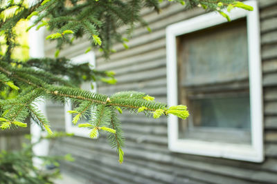 Close-up of fern by tree against building