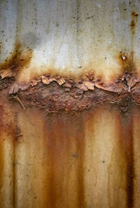 Close-up of insect on rusty metal