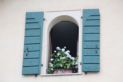 Potted plant on window