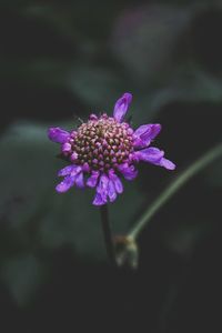 Close-up of purple flowering plant