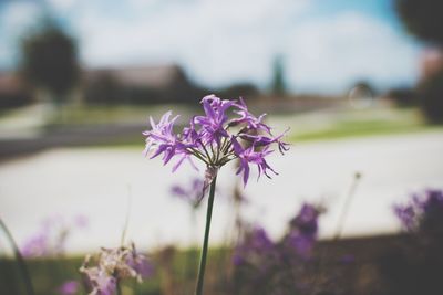 Close-up of purple crocus flowers