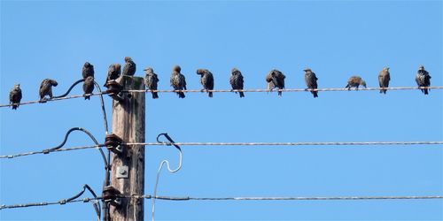 Low angle view of birds perching on wooden post against clear sky