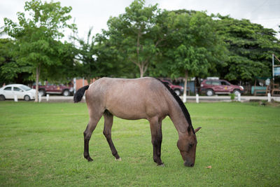 Horse grazing on landscape