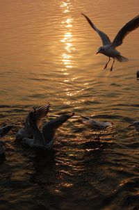 Seagulls flying over lake during sunset