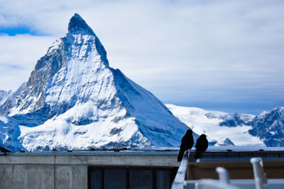 Birds perching on wood against snow covered mountain