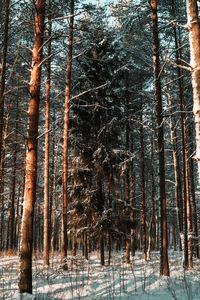 Pine trees in forest during winter