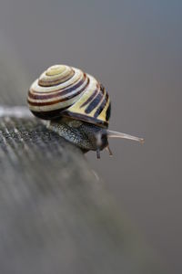 Close-up of snail