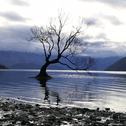 Bare tree by lake against sky during winter