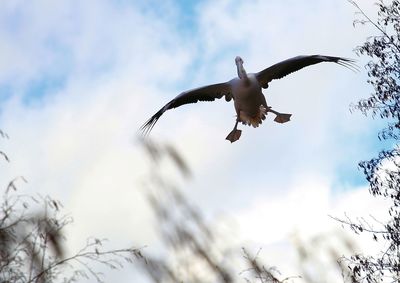 Low angle view of bird flying against sky