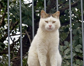Close-up portrait of a cat