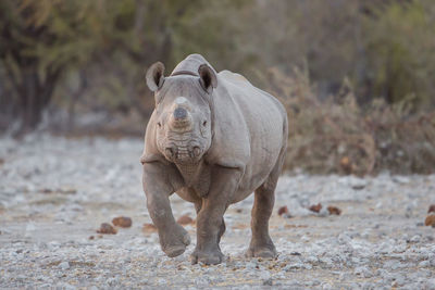 Rhinoceros on field against plants in forest