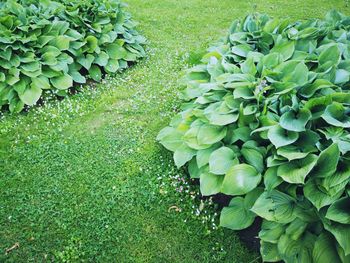 Plants growing on field