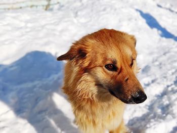 Dog on snow covered land