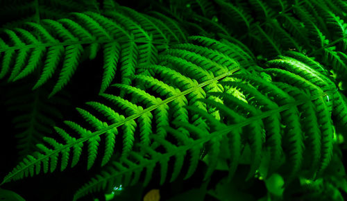 Close-up of fern