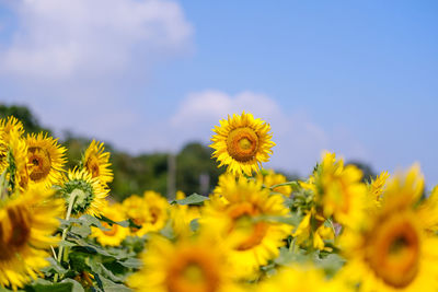 Low angle view of sunflower plant against sky