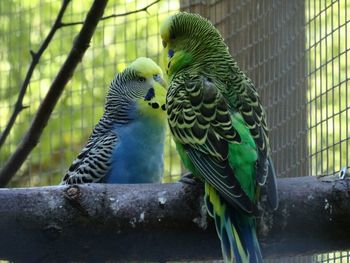 Close-up of pigeons perching in cage