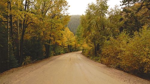 Road amidst trees in forest during autumn