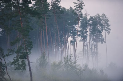 Low angle view of trees against sky during rainy season