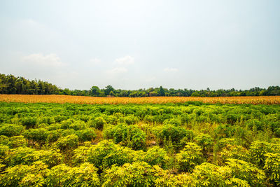 Scenic view of agricultural field against sky