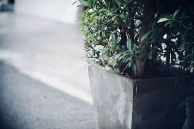 Close-up of potted plant on wall