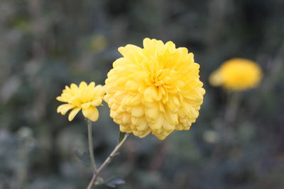 Close-up of yellow flowering plant