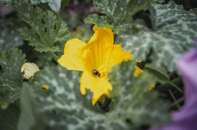 Close-up of insect on yellow flower