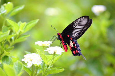 Close-up of butterfly pollinating on flower