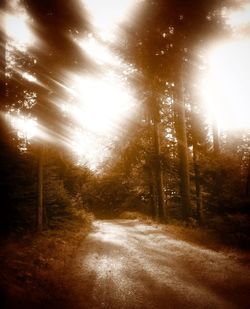 Road passing through forest