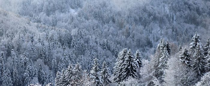 Panoramic view of pine trees during winter